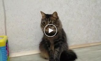 Funny reaction of a cat to the sound of tape being torn off