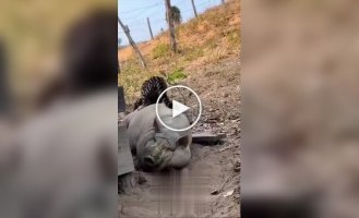 Свинья оказалась не по зубам оцелоту