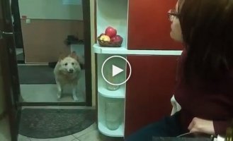 A dog that can bark in a whisper