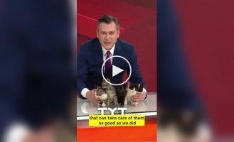 Турецкий телеканал в прямом эфире раздавал котят