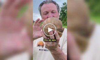 Неожиданный факт о броненосцах