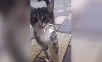 “Are you weak”: a funny trick from a cat
