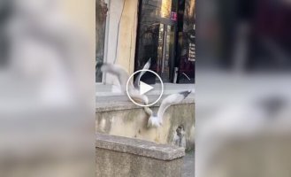 A seagull barely escaped a monstrous fall from a height of one meter