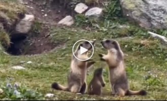 Сурки устроили семейную разборку