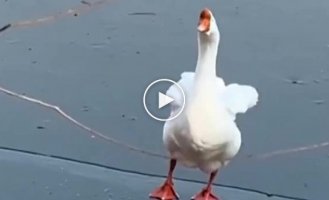 Graceful goose on ice