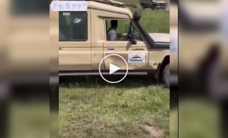 Lions fought and dented the door of a car with tourists