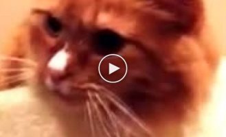Реакция кота на звук скотча