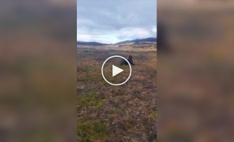 Sea lion wandered into a park located 30 kilometers from the water