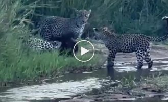 Leopards regretted that they decided to attack the honey badger
