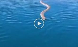 An Australian sea snake swam up to say hello