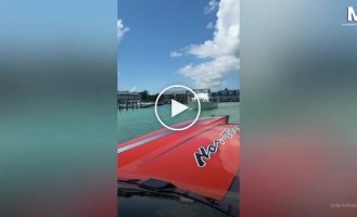 Бесплатный круиз: пеликаны катаются на лодке