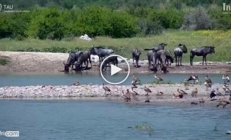 Gnu antelope almost became prey to a crocodile