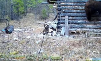 A well-fed bear climbed into the house of a national park inspector