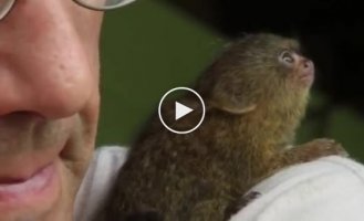 Знакомься с Нинитой — самой маленькой обезьянкой в мире