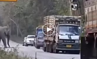 Elephant stops and robs sugar cane trucks