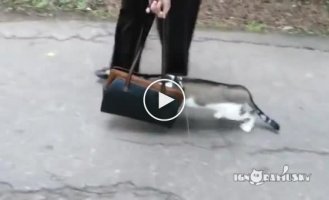 Котейка впервые вышел на улицу
