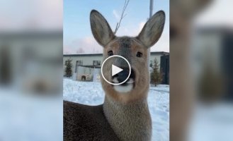 Сибирская косуля резко меняет внешний вид в зависимости от сезона