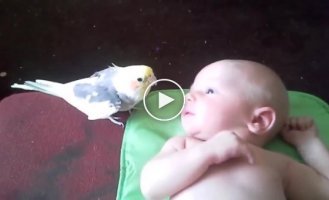 The parrot sings for the baby so that he does not cry