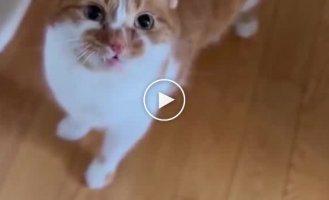 The guy showed 8 types of meowing of his cat