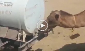 Находчивый верблюд нашёл способ утолить жажду