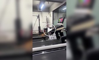 A cat masters a treadmill