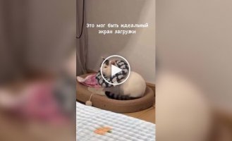 Якби завантажувальний екран був кішкою