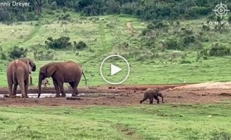 Baby elephant chases bird