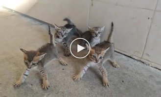 Четыре котенка против будущего хозяина