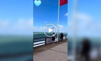 Чайка зависла в повітрі і вкусила морозиво в американки