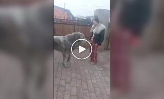 Huge dog: the main thing is not to bite