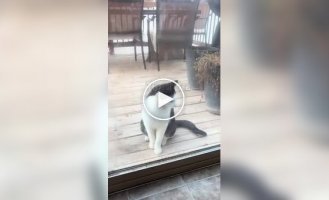 Кот Адольф