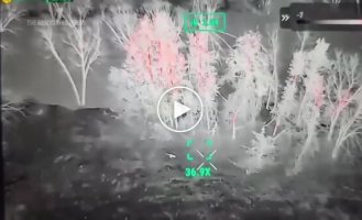 Кенгуру перепрыгнул через высокий забор и удрал из контактного зоопарка