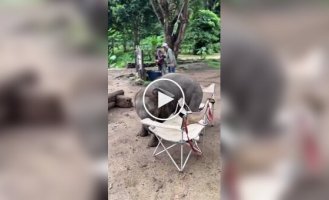 Baby elephant couldn’t sit on a chair and deliberately dropped it