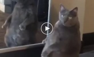 Толстый кот очень удивился своему отражению в зеркале