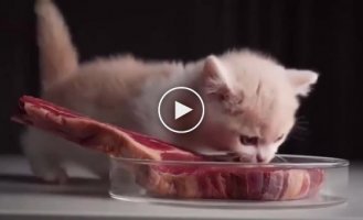 Funny reaction of a kitten to a piece of meat