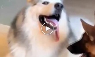 funny moments with dogs