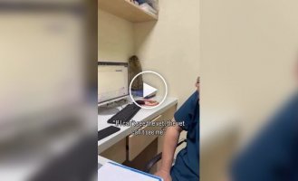 Пугливый кот попытался спрятаться от ветеринара