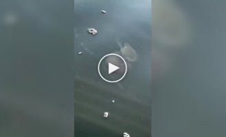 Краб катается на медузе