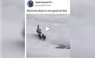 This is the drama with the mother duck