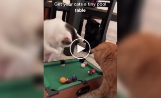 Міні-більярд для котів