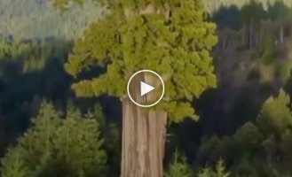 Hyperion, 115 meters, the tallest tree on the planet