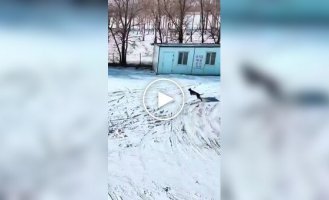 У Китаї зняли епічну гонитву собак за зайцем, і за розпалом пристрастей - це справжній блокбастер