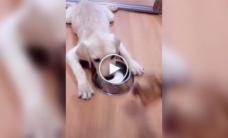 The dog prevented the owner from teasing her puppy