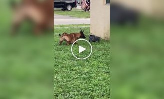 The dog was too afraid of this black guy