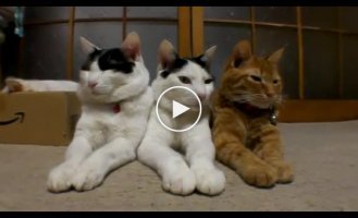 Архив. Три самых не возмутительных кота