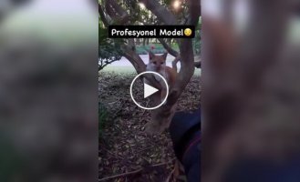 Пушистая фотомодель