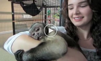 The monkey's reaction to his owner, whom he has not seen for a long time