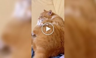 Ginger cat pissed off himself