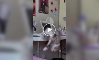 Кошачий тихий час