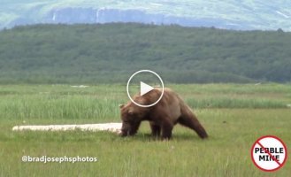 На Аляске медведи устроили разборку за самку